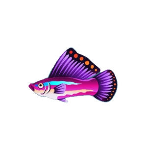 Pastel Purple Sailfin Molly